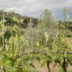 La production 2024 de vin en berne : « Aucun vignoble n’a été épargné par les aléas climatiques »