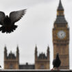 Le nouveau logo du musée de Londres est un pigeon qui défèque: voici pourquoi ce n'est pas dégoûtant