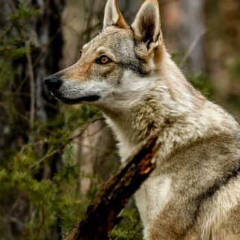 L’épineuse question du comptage des loups