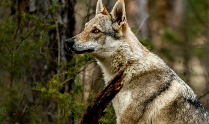 L’épineuse question du comptage des loups