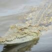 Les crocodiles de compagnie sont au  cœur d'une bataille électorale en Australie