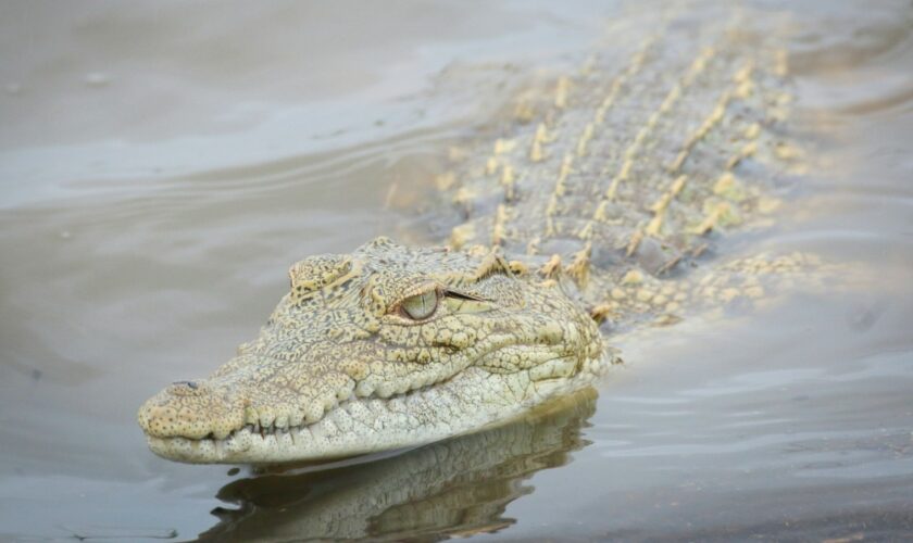 Les crocodiles de compagnie sont au  cœur d'une bataille électorale en Australie