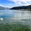 Les cygnes du lac d’Annecy menacés de disparition