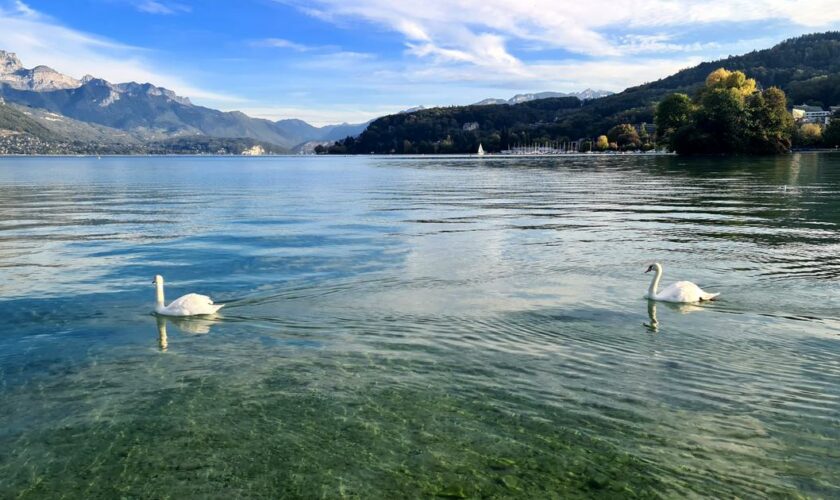 Les cygnes du lac d’Annecy menacés de disparition