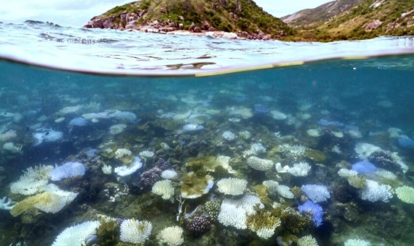 Les eaux de la Grande Barrière de corail n'ont jamais été aussi chaudes en 400 ans, selon une étude