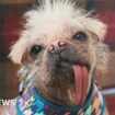 Life with the 'ugliest' dog-turned Hollywood star