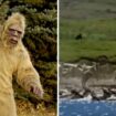 Long-lost film catches elusive 'Arctic Bigfoot' chasing herd of animals