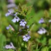 Nahaufnahme von Glechoma hederacea