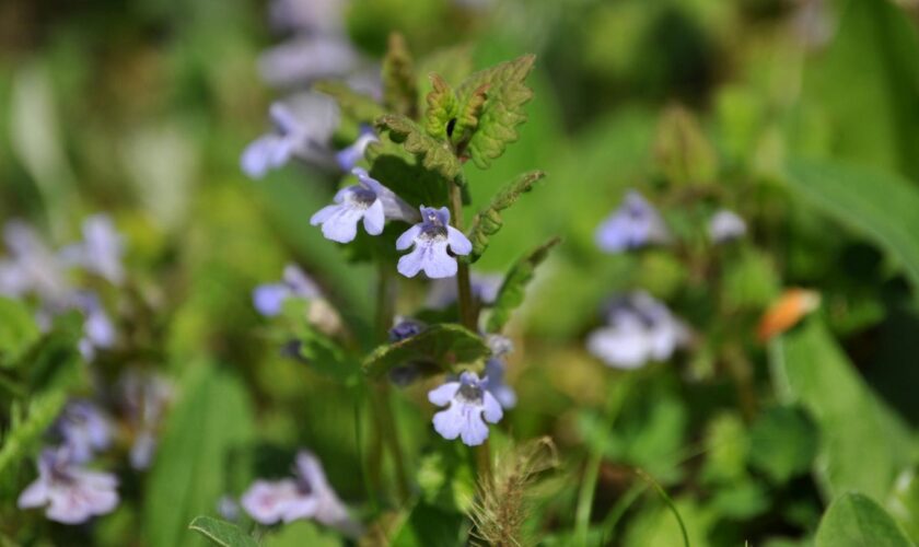 Nahaufnahme von Glechoma hederacea