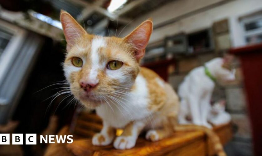 Me-ow! Kenyan feline lovers fret over cat-tax plan