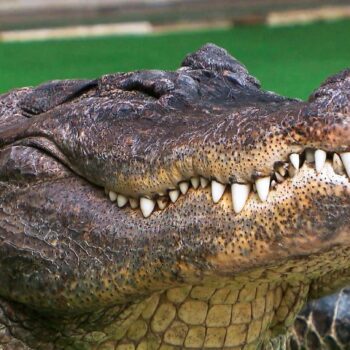 Mecklenburg-Vorpommern: Alligator als Haustier – Familie lebt seit 42 Jahren mit "Frau Meyer"