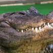 Mecklenburg-Vorpommern: Alligator als Haustier – Familie lebt seit 42 Jahren mit "Frau Meyer"