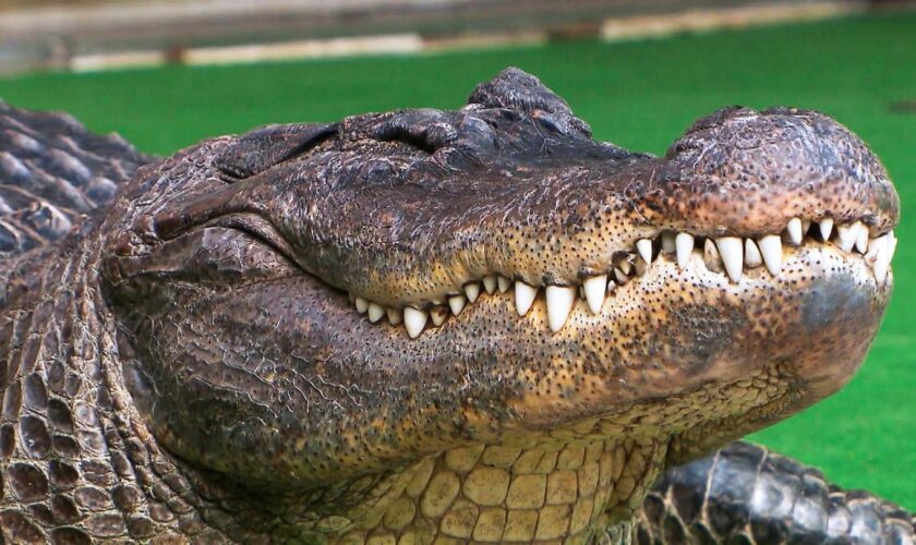 Mecklenburg-Vorpommern: Alligator als Haustier – Familie lebt seit 42 Jahren mit "Frau Meyer"