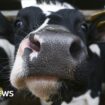 More cattle kept in UK ‘megafarms’, BBC finds