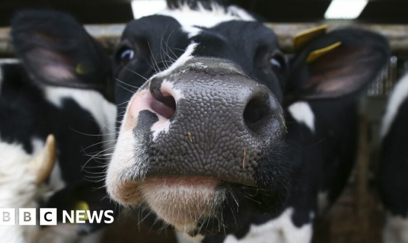 More cattle kept in UK ‘megafarms’, BBC finds