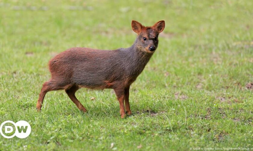 New York zoo introduces tiny pudu deer