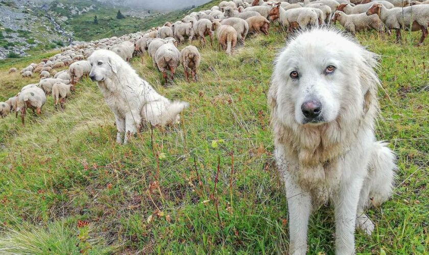 Nouvelle attaque de chiens patous : les randonneurs stressés dans les Alpes