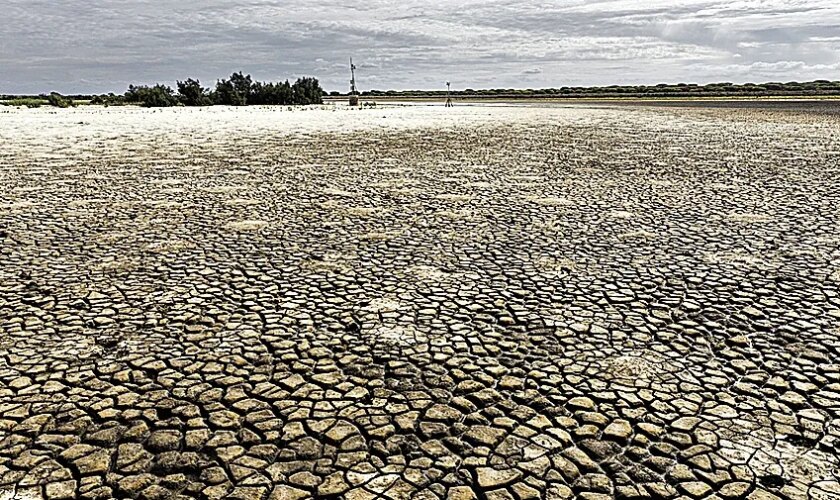 Nueva savia para las venas resecas de la marisma de Doñana