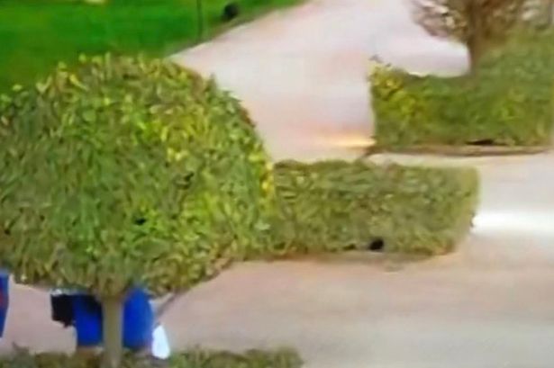 Olympics viewers in stitches as man 'hides' behind bush in Paris 2024 closing ceremony