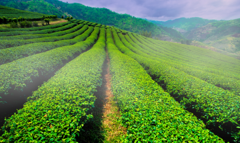 Où partir en Thaïlande à la saison des pluies ?