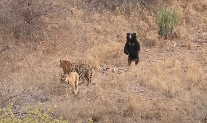 Ours vs tigres: des combats filmés dans la nature montrent le vainqueur