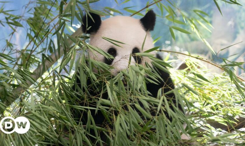 Panda at Berlin Zoo again pregnant with twins