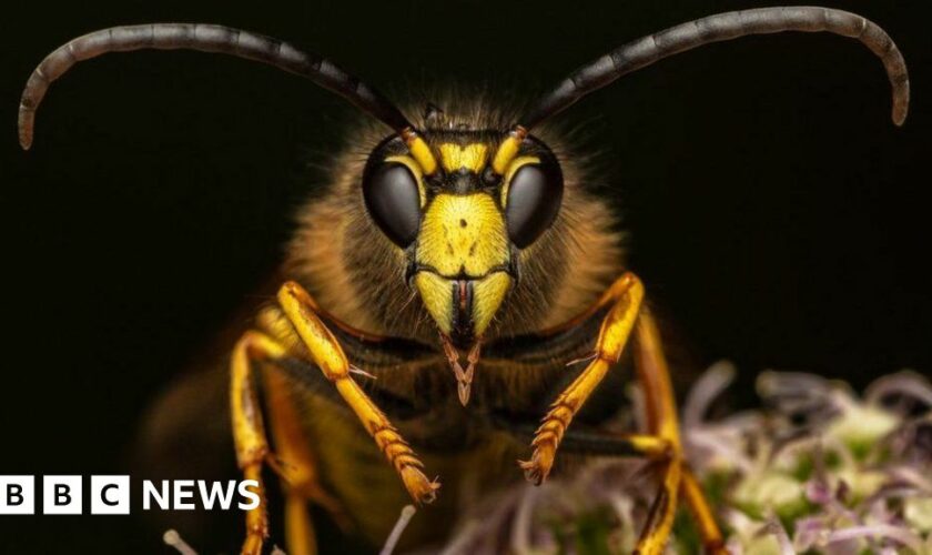 Pest or picture perfect? Lives of bugs captured in striking detail