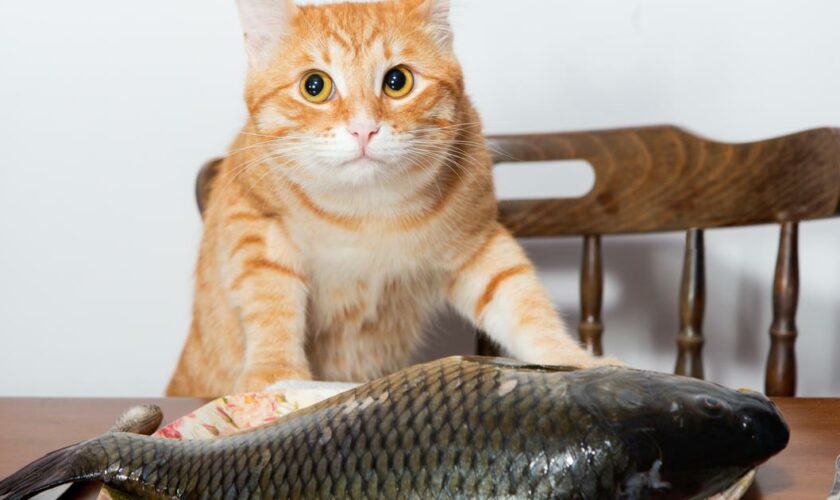 Peut-on donner du poisson à son chat ?