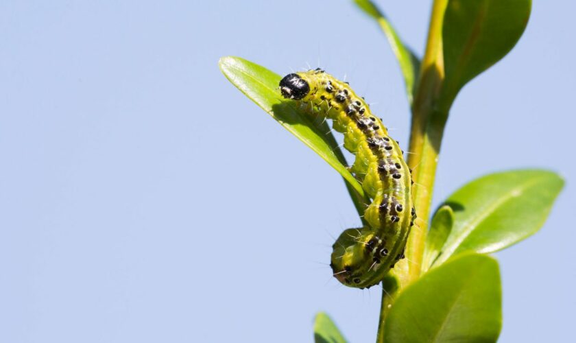 Raupe des Buchsbaumzünslers