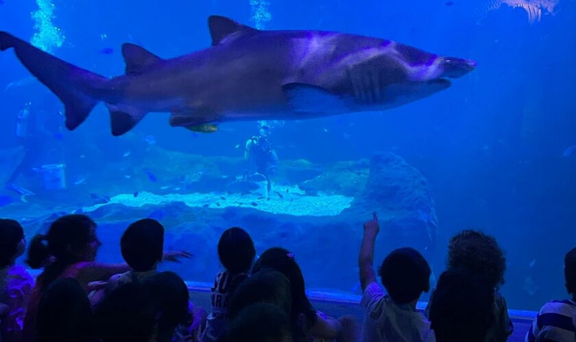 Planes con niños en Sevilla en agosto: aventuras perfectas para disfrutar en familia