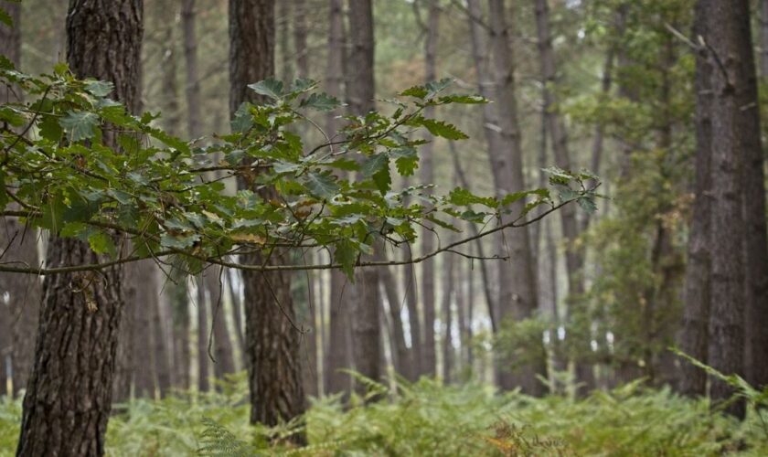 Plus de 1350 parcelles de pins morts en Finlande, les chercheurs tirent la sonnette d’alarme sur le changement climatique