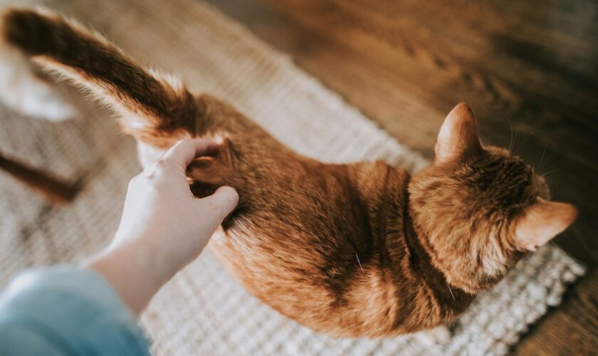 Pourquoi les chats lèvent-ils le postérieur quand on caresse la base de leur queue?