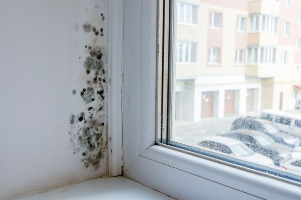 Property expert's 65p trick to banish mould from windows as autumn arrives