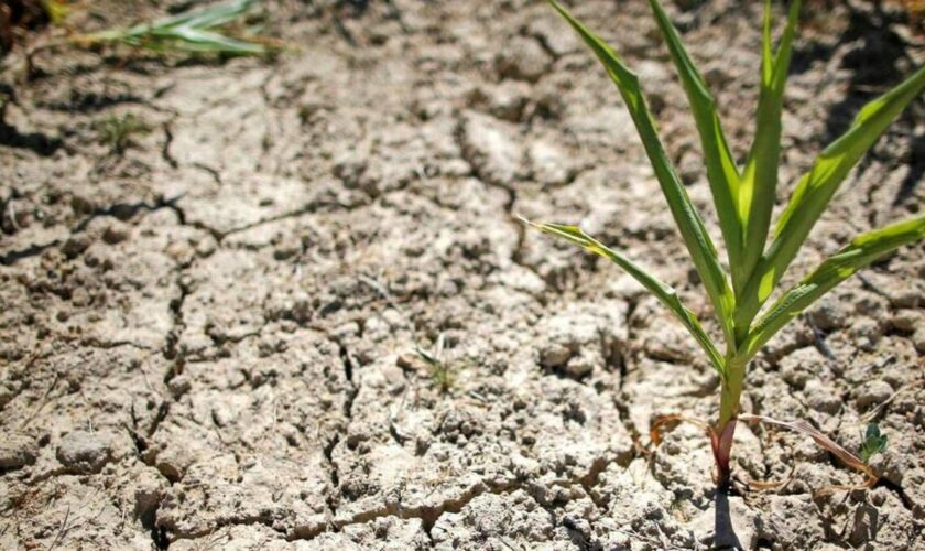 Sécheresse : une partie de l’Hérault passe en « crise », une autre en « alerte renforcée »