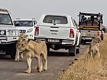 Shocking moment motorist drives his truck into a LION crossing the road so he can get past