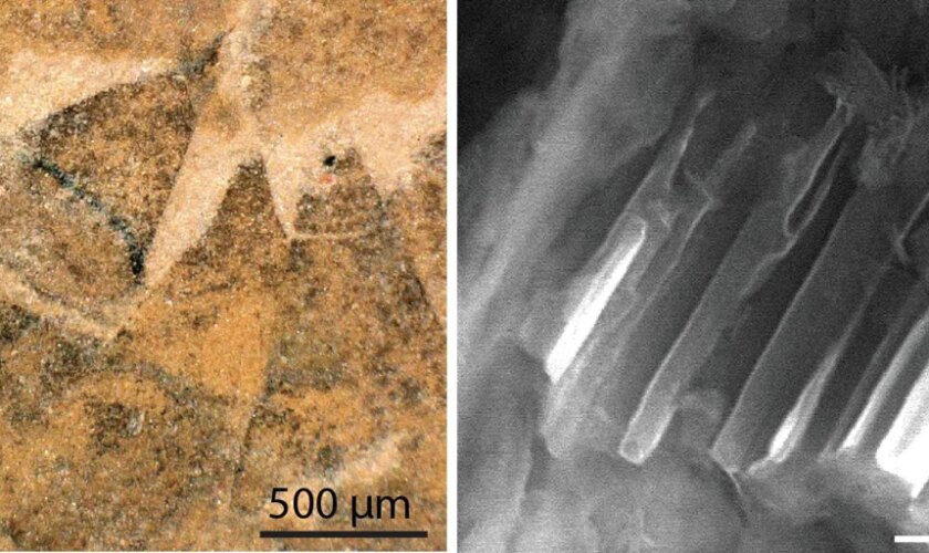 Sin concha, planos y con espinas: así eran los primeros moluscos hace 500 millones de años