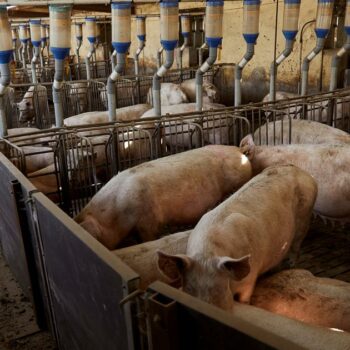 Somme : un ouvrier agricole décède après une asphyxie aux vapeurs de lisier