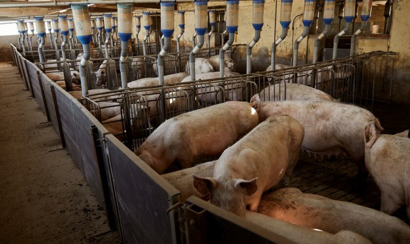 Somme : un ouvrier agricole décède après une asphyxie aux vapeurs de lisier