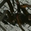 Spinne auf der ISS: Astronaut entdeckt blinden Passagier