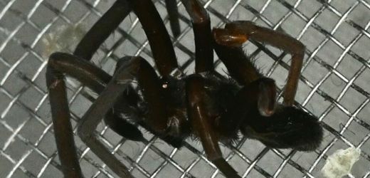 Spinne auf der ISS: Astronaut entdeckt blinden Passagier