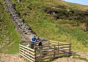 Sycamore Gap in England: Am Robin-Hood-Baum wachsen neue Triebe