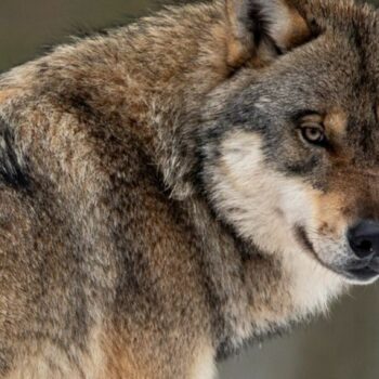 Nach ersten Zahlen des aktuellen Wolfsmonitorings leben derzeit 18 Rudel in MV. (Archivbild) Foto: Swen Pförtner/dpa