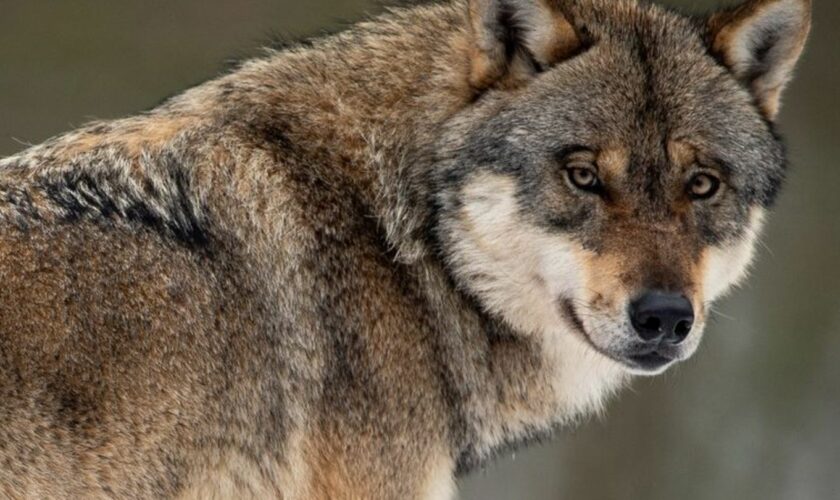 Nach ersten Zahlen des aktuellen Wolfsmonitorings leben derzeit 18 Rudel in MV. (Archivbild) Foto: Swen Pförtner/dpa