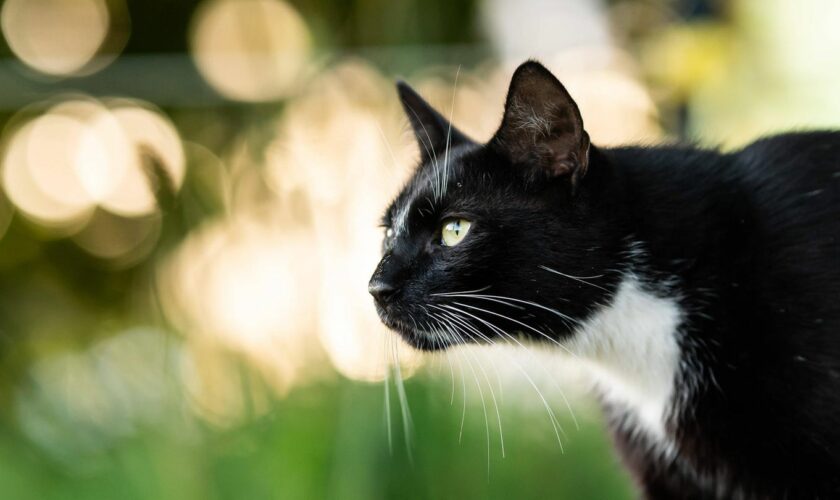 Eine schwarze Katze schaut von linsk nach rechts