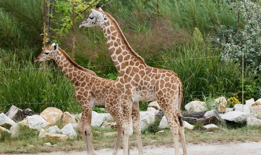 Über 100 Vorschläge: Namen gefunden: Giraffenbabys im Berliner Tierpark heißen "Berti" und "Emily"