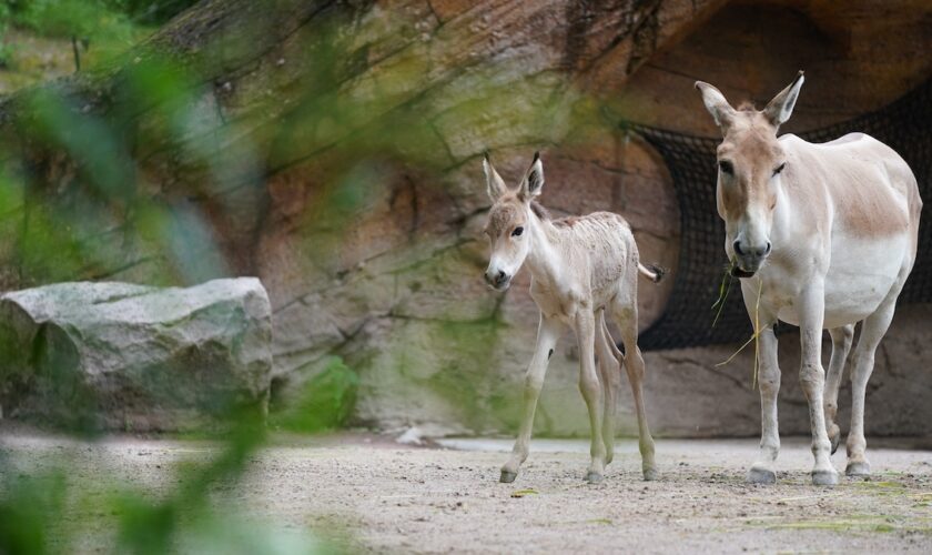 Un des animaux les plus rares au monde vient de naître dans un zoo en Angleterre