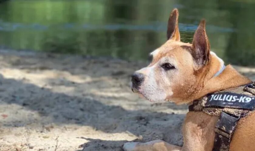 'Unas alas para roco': la campaña que busca conseguir fondos para una silla de ruedas adaptada para un perro de León