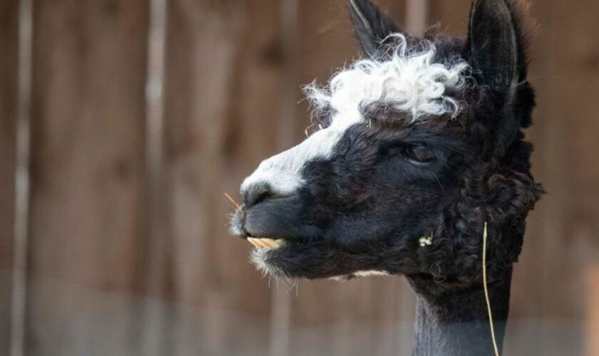 Ein Alpaka ist aus einem Tiergehege in Nordhessen gestohlen worden. (Symbolbild) Foto: Helmut Fricke/dpa