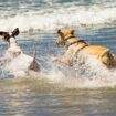 Vet warns all dog owners about playing fetch with pets on the beach