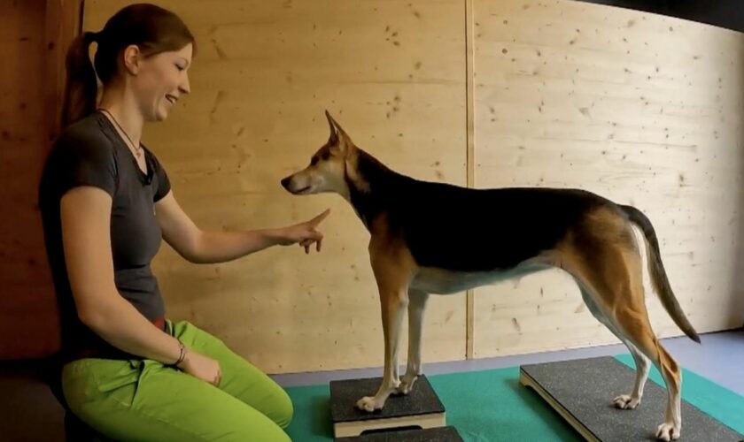 Vierbeiner-Urlaub: Eigene Lodge, Wellness und Physiotherapie: Alltag in einem Luxus-Resort für Hunde